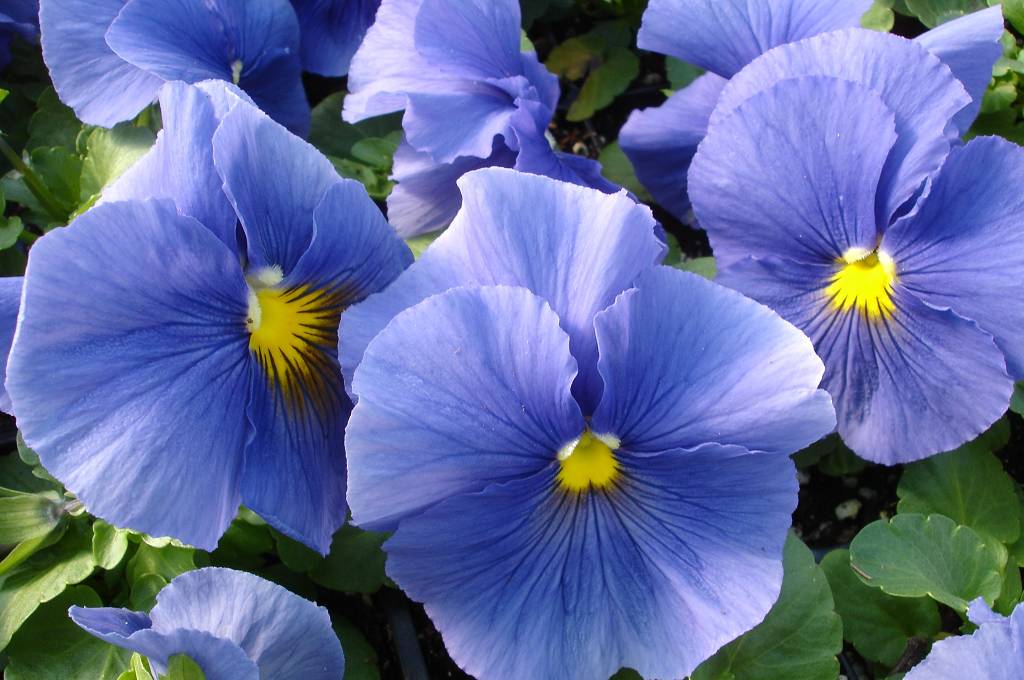Pansy Matrix True Blue