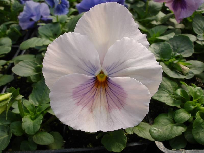 Pansy Matrix Pink Shades
