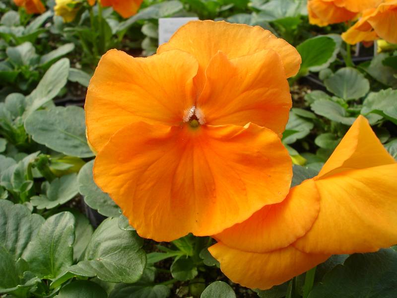 Pansy Matrix Orange