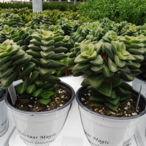4.33in Pots