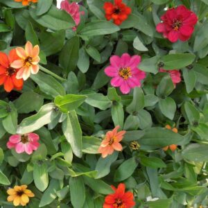 Zinnia - 606