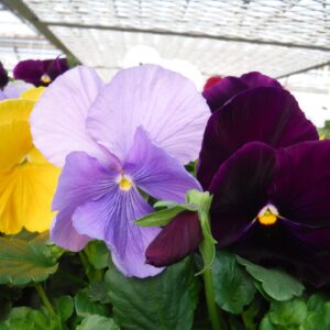 Fall Pansies-306(Approximately ready 10/5/2026)