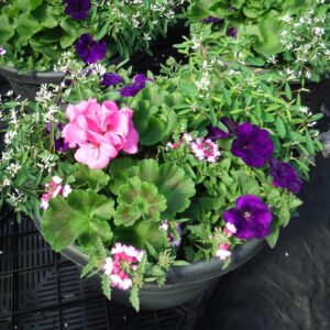 16in Patio Pots