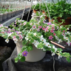 10in Hanging Baskets