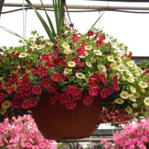 12in Hanging Baskets