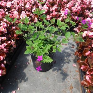 6in Pots