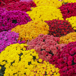 Mums 9in Pot
