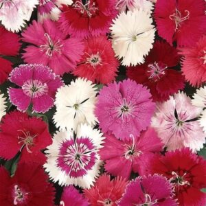 Dianthus 306 (18 plants per flat)